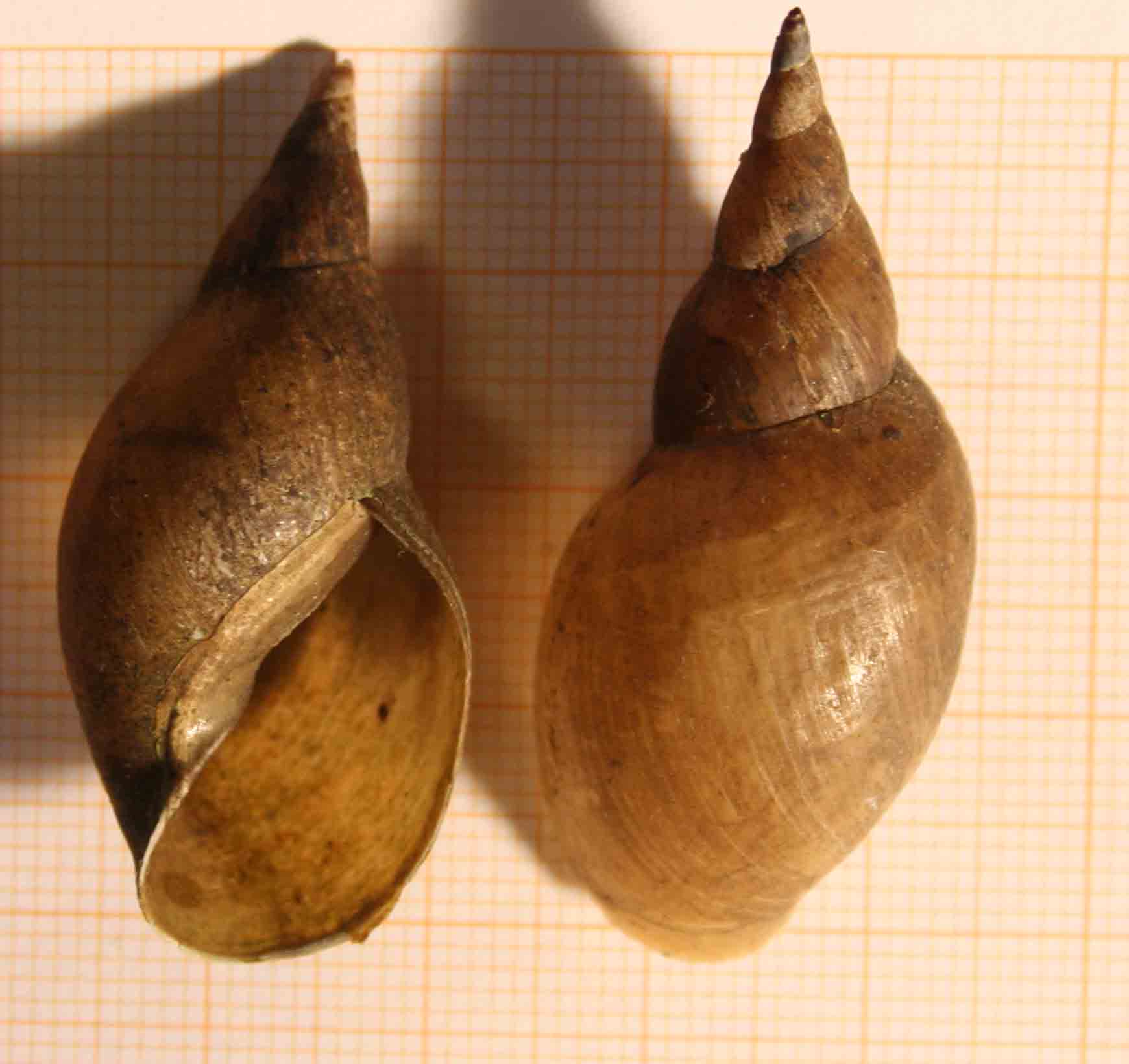Lymneidae: Lymnaea stagnalis